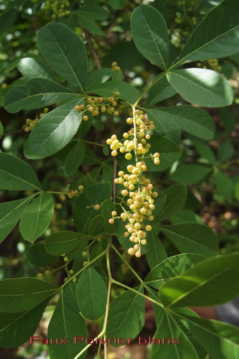 Faux_Poivrier_blanc-_Rhus_longipes-_Anacardiace_e_-_exo