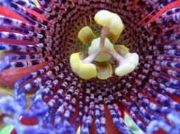 Fleur de Passiflora ligularis Juss
