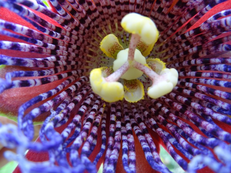 Fleur de Passiflora ligularis Juss