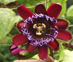 Fleur_de_Grenadelle