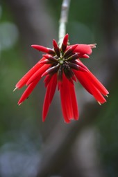Fleur_de_l_Erythrine-Erythrina_variegata_-_Fabace_e_-_exo