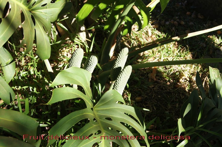 Fruit_de_licieux_-_Monstera_deliciosa-_Arace_e-_exo