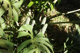 Fruit_de_licieux