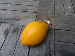 Grenadelle ou grenadille sucrée