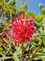 grévillea rouge (1)