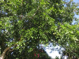 IMG_2858