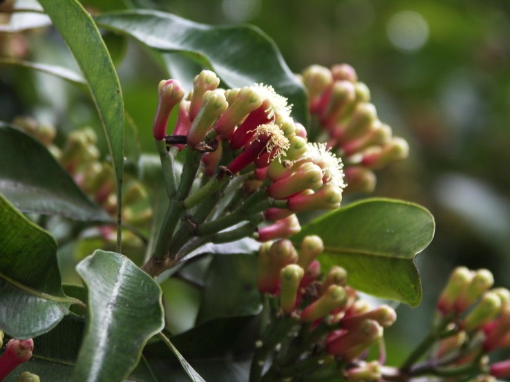 Inflorescence_du_Giroflier_-_Syzygium_aromaticum_-_Myrtace_e_-_exo