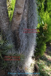 La_mousse_espagnole-_Tillandsia_usneoides_et_Tillandsia_oaxacana-_Brome_liace_es_-_exo