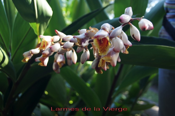 Larmes_de_la_vierge-_Alpinia_zerumbert_-Zingibe_race_e_-_exo