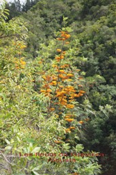 Les_fleurs_du_Gre_villaire