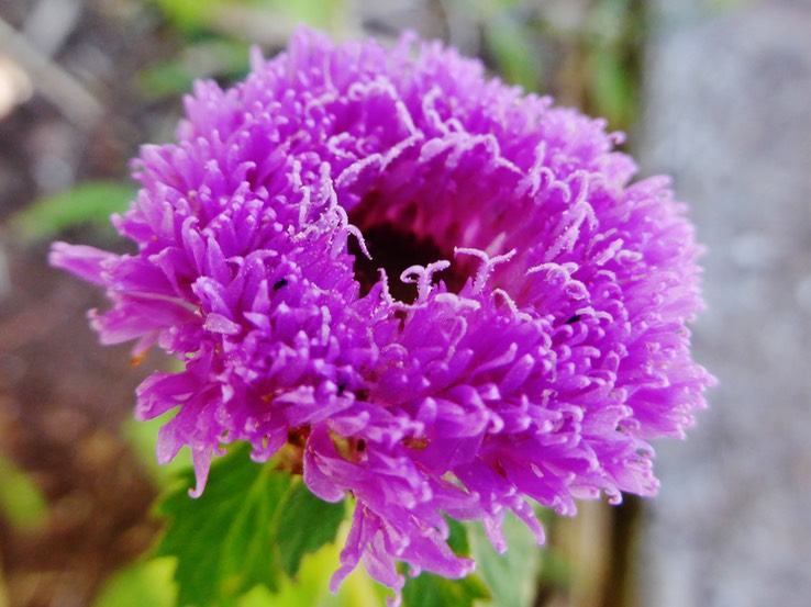 monarde (2)