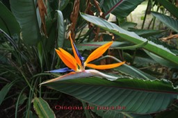 Oiseau_de_paradis-2