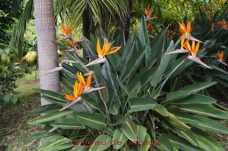 Oiseau_de_paradis-_Strelitzia_reginae_-_Strelitziace_e_-_exo