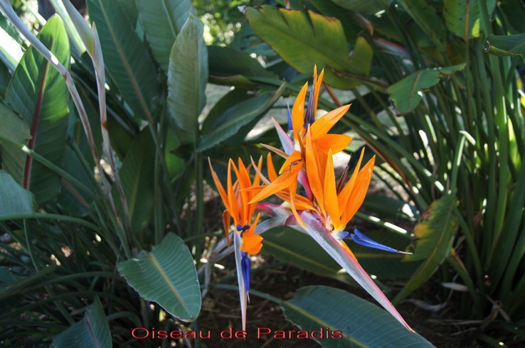 Oiseau_de_Paradis