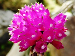 ORCHIDAC (2)