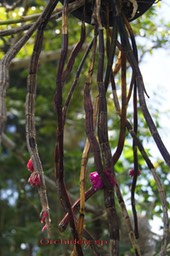 Orchide_e_sp_-_Orchidace_e_-