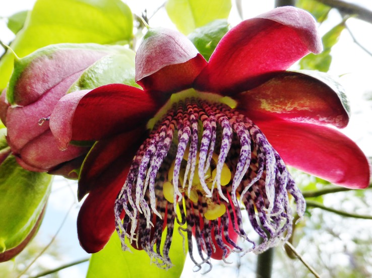 Passiflore (4)