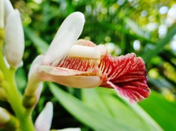 petit galanga