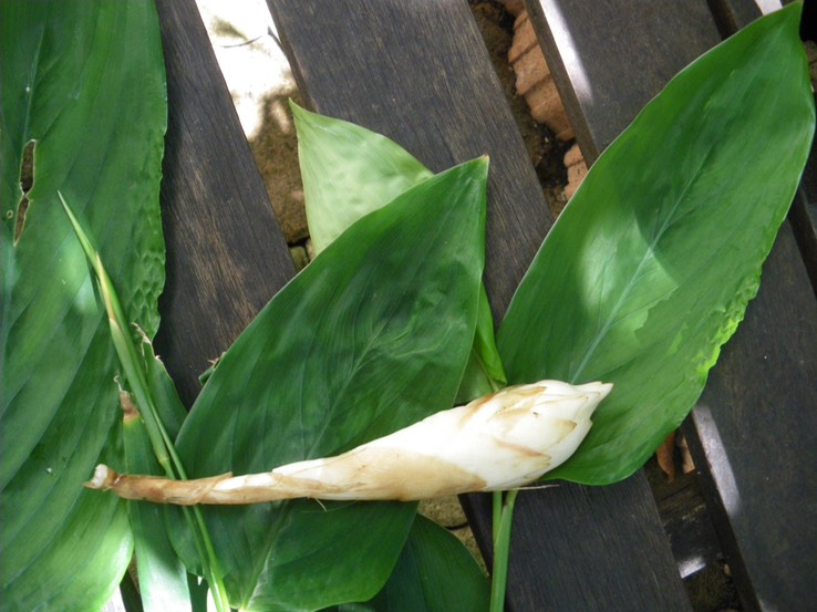 racine de l'Arrow-root (3)