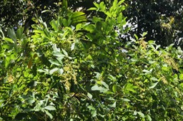 Rhus_longipes