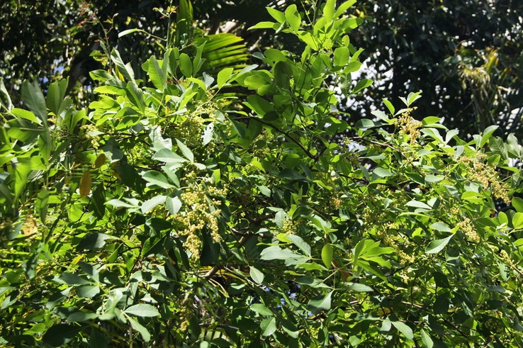 Rhus_longipes