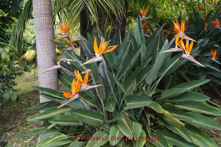 Strelitzia