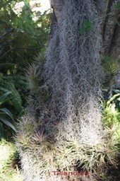 Tillandsia_-_Brome_liace_e_-_exo