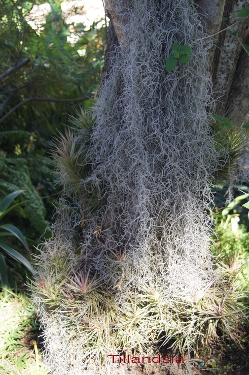Tillandsia_-_Brome_liace_e_-_exo