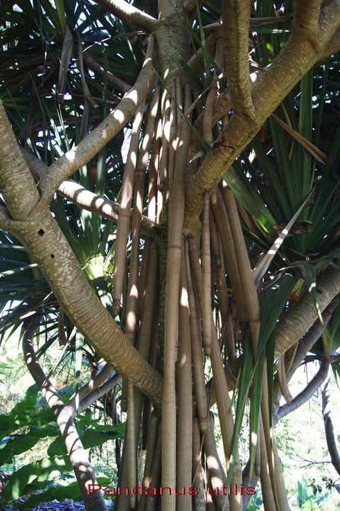 Vacoa_des_bas_-_Pandanus_utilis_-_Pandanace_e_-_B
