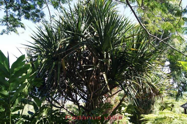 Vacoa_des_bas_-_Pandanus_utilis