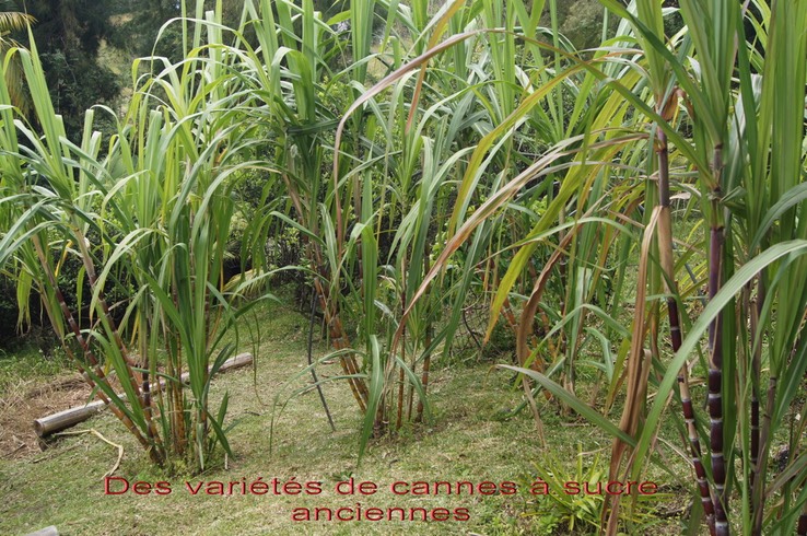 Varie_te_s_anciennes_de_cannes_a__sucre