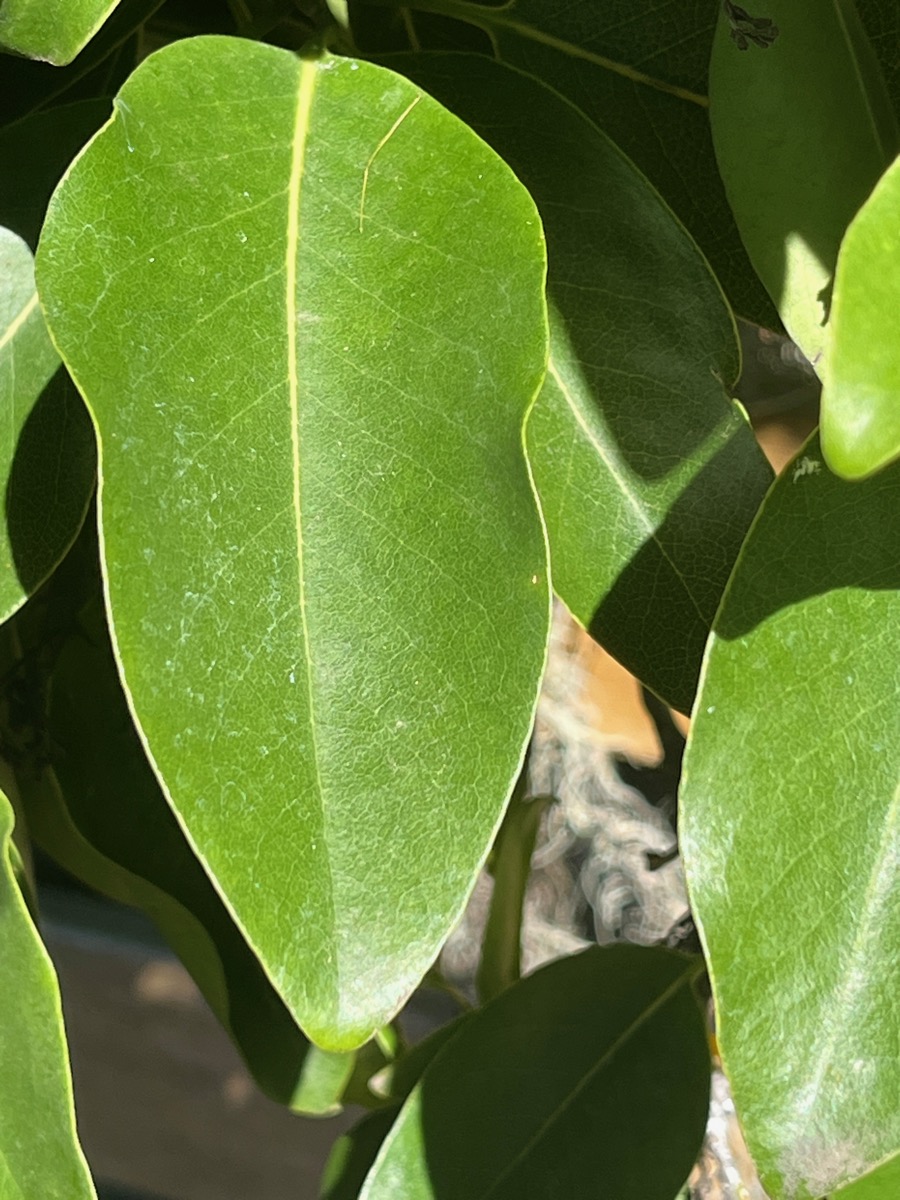 4. Feuille de specimen adulte de Coptosperma borbonica - Bois de pintade - Rubiaceae - Endémique La Réunion et île Maurice..jpeg
