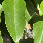 4. Feuille de specimen adulte de Coptosperma borbonica - Bois de pintade - Rubiaceae - Endémique La Réunion et île Maurice..jpeg
