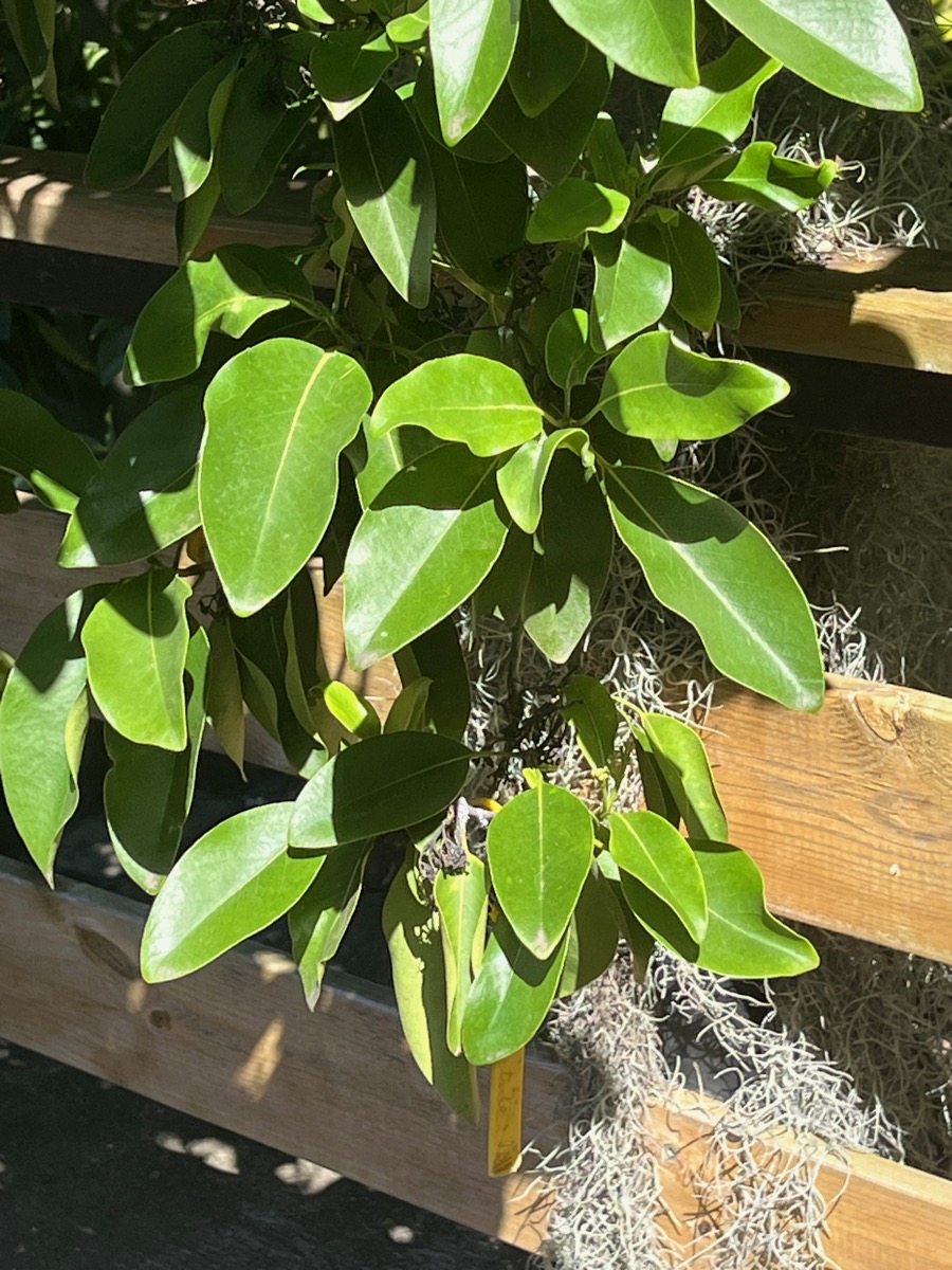 5. Feuilles de Coptosperma borbonica - Bois de pintade - Rubiaceae - Endémique La Réunion et île Maurice..jpeg