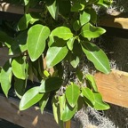5. Feuilles de Coptosperma borbonica - Bois de pintade - Rubiaceae - Endémique La Réunion et île Maurice..jpeg