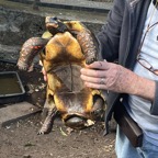 12. Tortue de Guyane-Tortue charbonnière.jpeg