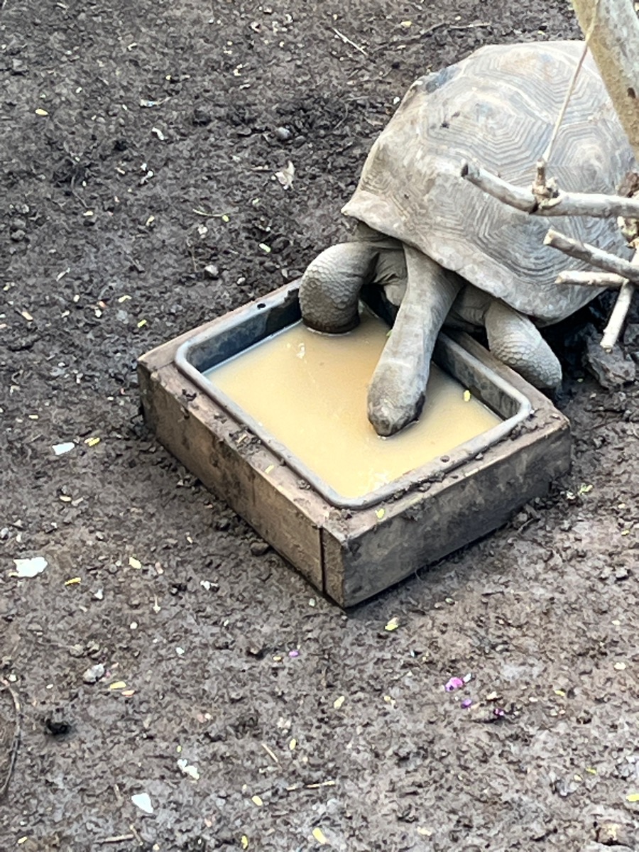 15. La tortue boit par les narines..jpeg