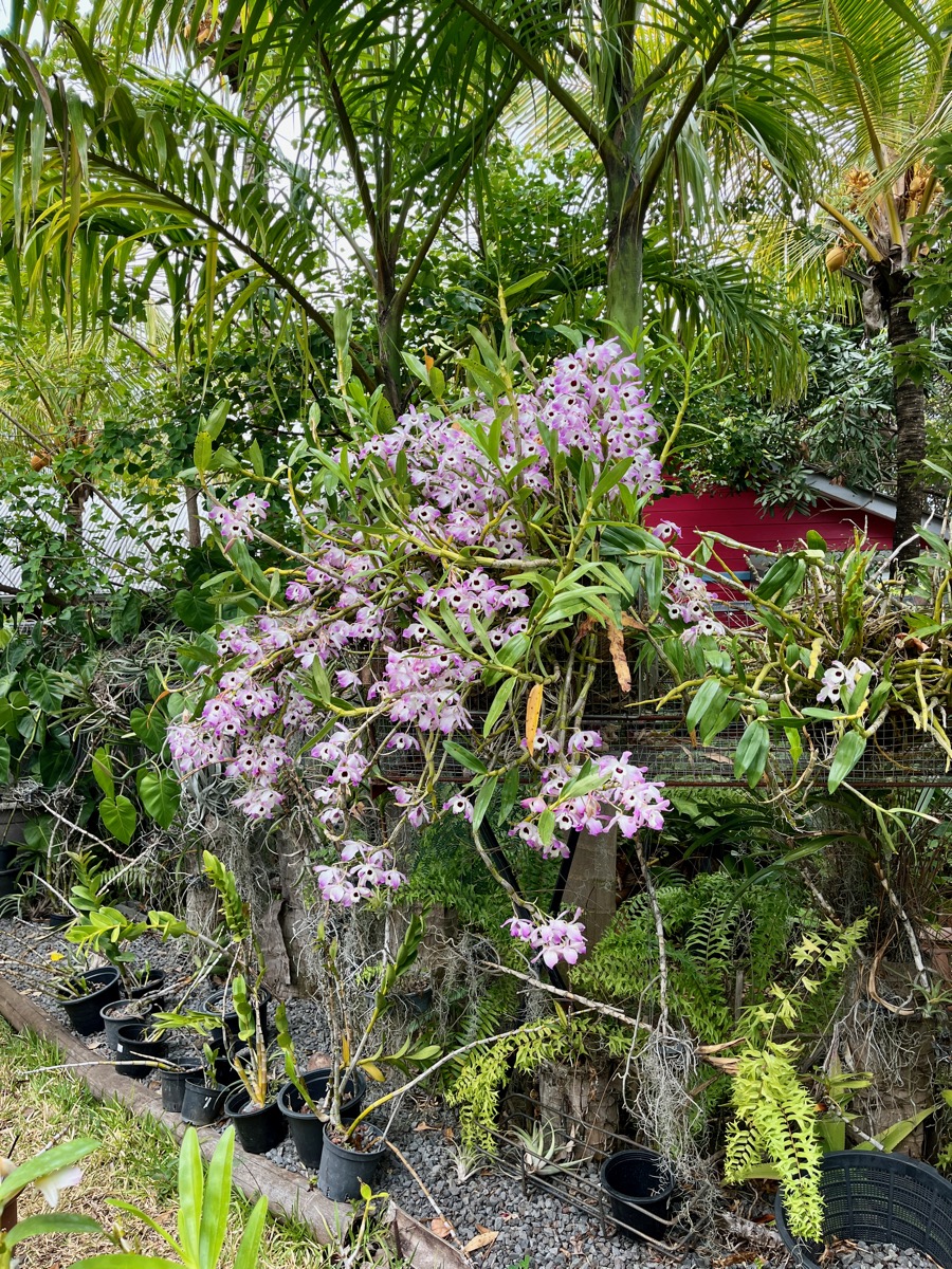 16. ??? Dendrobium moniliforme.jpeg
