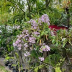 16. ??? Dendrobium moniliforme.jpeg