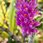 17. ??? Dendrolobium secundum.jpeg