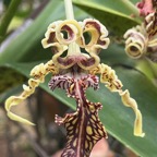 18. Dendrobium Spectabile.jpeg