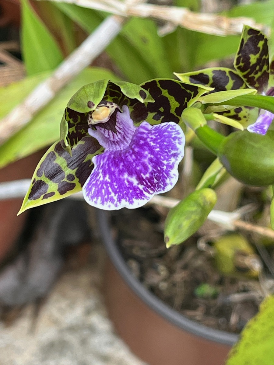 19. ??? Dendrobium secundum.jpeg