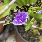 19. ??? Dendrobium secundum.jpeg