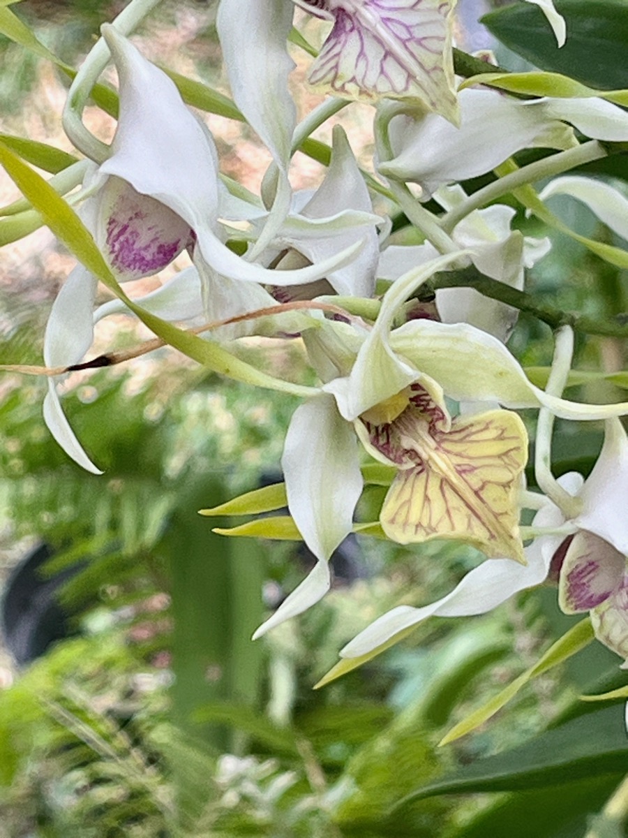 20. ??? Dendrobium antennatum.jpeg