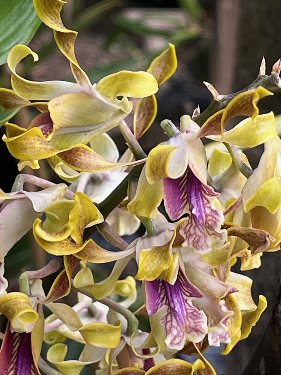 21. ??? Dendrobium conanthum.jpeg