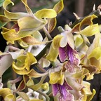 21. ??? Dendrobium conanthum.jpeg