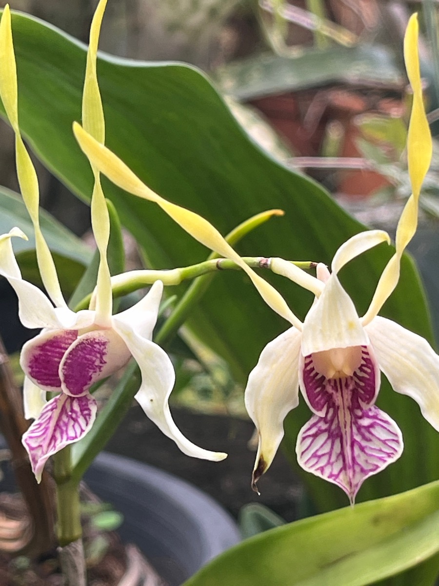 22. ??? Dendrobium antennatum.jpeg