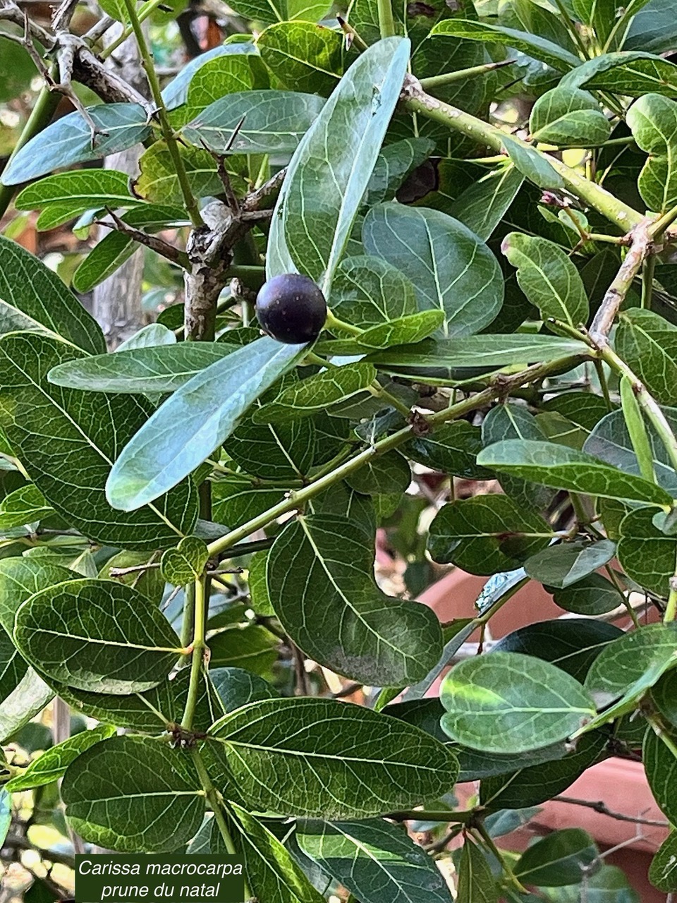 Carissa macrocarpa.prune du Natal.apocynaceae.espèce cultivée..jpeg