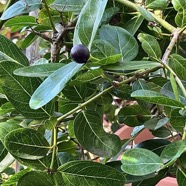 Carissa macrocarpa.prune du Natal.apocynaceae.espèce cultivée..jpeg