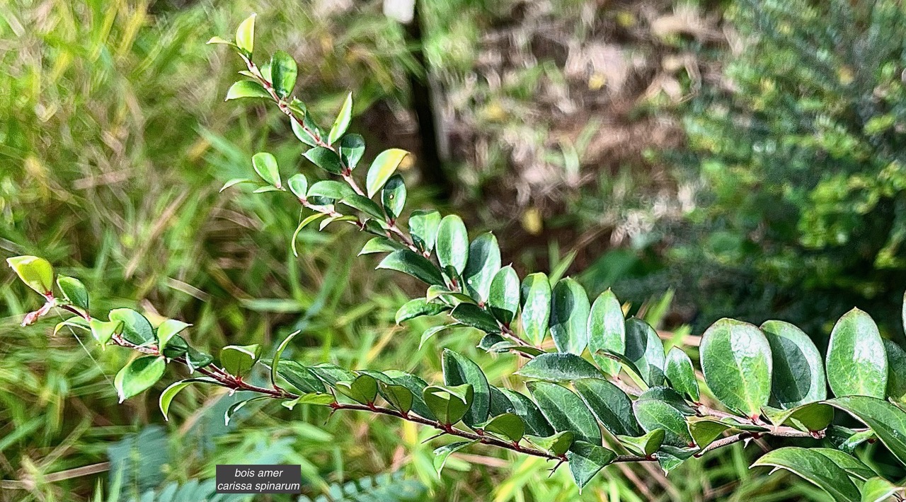 Carissa spinarum L . bois amer.apocynaceae.indigène Réunion. v (1).jpeg